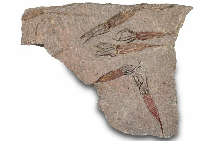 Eocrinoid (Ascocystites) Mortality Plate - Ordovician #306210